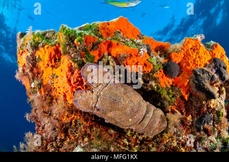 Pantofola mediterraneo aragosta, Scyllarides latus su roccia ricoperti di encrustating spugna rossa, Spirastrella cunctatrix, Stupiste nel sito di immersione, Vis è Foto Stock