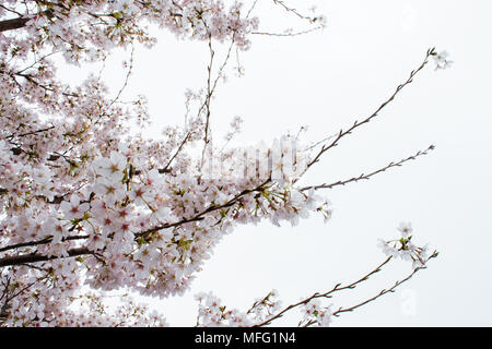 Fiori di Ciliegio che esplode di bloom intorno a Washington DC. Foto Stock