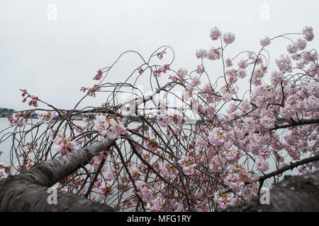 Fiori di Ciliegio che esplode di bloom intorno a Washington DC. Foto Stock