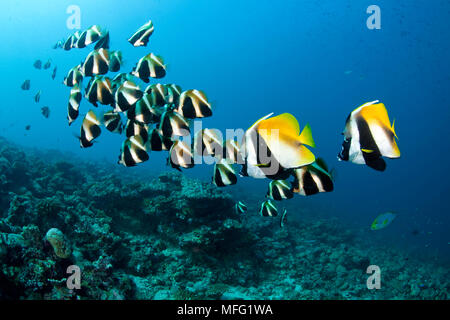 La Shoal mascherata di bannerfish; Heniochus monoceros e fantoccio bannerfish, Heniochus pleurotaenia, Maldive, Oceano Indiano Foto Stock