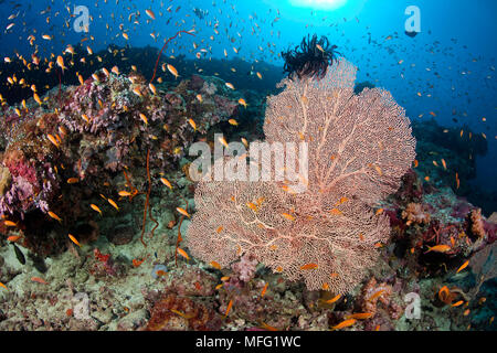 Secca di gioiello basslet, Pseudanthias squamipinnis e ventola gorgonia, Subergorgia mollis, Maldive, Oceano Indiano Foto Stock