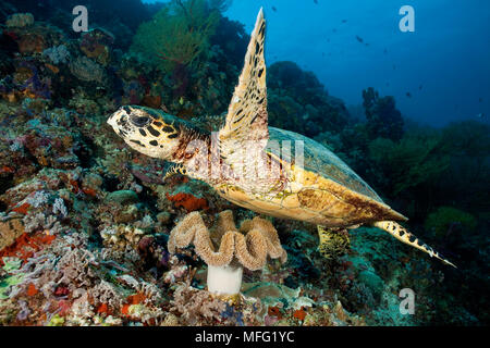 Tartaruga embricata, Eretmochelys imbricata, specie gravemente minacciate (IUCN), Tubbataha parco naturale, patrimonio mondiale naturale, il mare di Sulu, Cagayancillo, Foto Stock