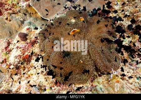 Skunk orientale, anemonefish Amphiprion sandaracinos in un anemone, Tubbataha parco naturale, patrimonio mondiale naturale, il mare di Sulu, Cagayancillo, Palawa Foto Stock