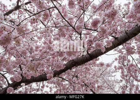 Fiori di Ciliegio che esplode di bloom intorno a Washington DC. Foto Stock