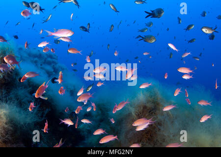 Secca del Mediterraneo fairy basslet, Anthias anthias, "La Botte' sito di immersione, isola di Ponza, Mar Tirreno, Mediterranea Foto Stock