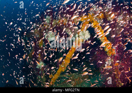 Secca del Mediterraneo fairy basslet, Anthias anthias, Traliccio sito di immersione, Isola di Capri e la Penisola Sorrentina e la Costa Amalfitana, Italia, Mar Tirreno Foto Stock