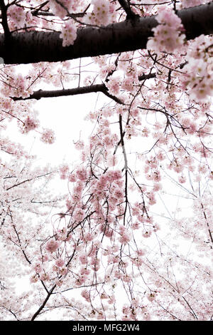 Fiori di Ciliegio che esplode di bloom intorno a Washington DC. Foto Stock