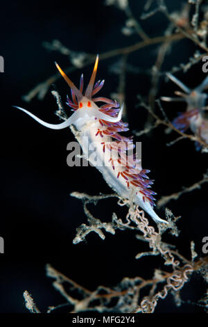 Nudibranch, Cratena peregrina, con uova, isola di Ponza, Mar Tirreno, Mediterranea Foto Stock