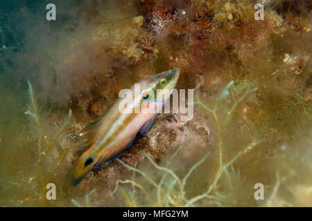 Ocellated wrasse, Symphodus ocellatus, maschio su in allevamento piumaggio, "La Botte' sito di immersione, isola di Ponza, Mar Tirreno, Mediterranea Foto Stock