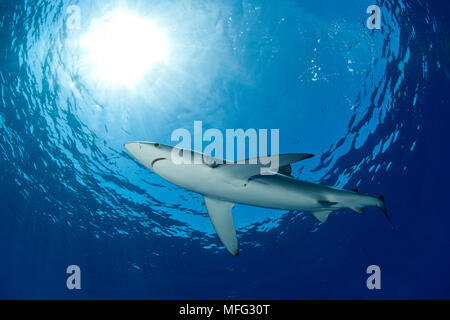 Blue Shark, Prionace glauca, isola Pico, Azzorre, Portogallo, Oceano Atlantico Foto Stock