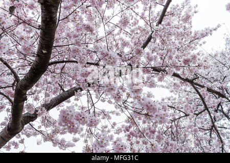 Fiori di Ciliegio che esplode di bloom intorno a Washington DC. Foto Stock