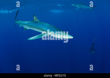 Blue Shark, Prionace glauca, isola Pico, Azzorre, Portogallo, Oceano Atlantico Foto Stock