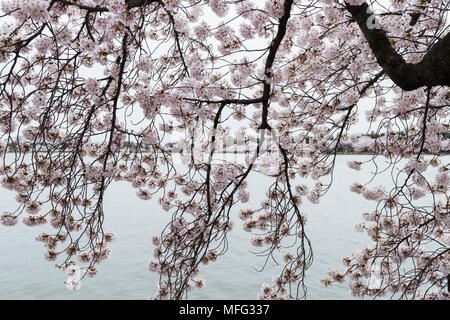 Fiori di Ciliegio che esplode di bloom intorno a Washington DC. Foto Stock