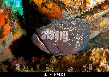 Dusky cernie, Ephinepelus marginatus, in via di estinzione (IUCN), Santa Teresa, Sardegna, Italia, Mar Tirreno, Mediterranea Foto Stock