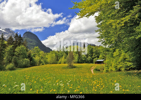 Prato estivo con fiori in una valle Foto Stock