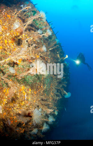 Scuba Diver esplorare Viana relitto, lo scafo è coperto con tubo a spirale-worm, Sabella spallanzani. La nave impostato sul fuoco nel porto di Horta. In att Foto Stock