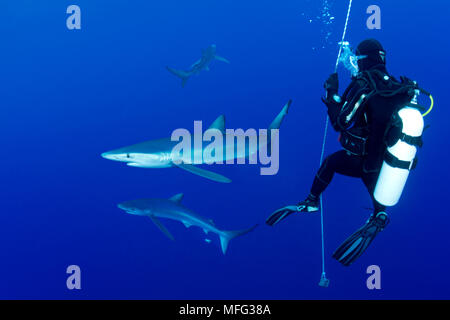 Scuba Diver su una fune di sicurezza con blue shark, Prionace glauca, isola Pico, Azzorre, Portogallo, Oceano Atlantico Foto Stock