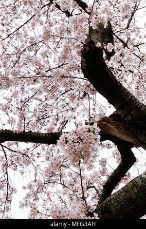 Fiori di Ciliegio che esplode di bloom intorno a Washington DC. Foto Stock