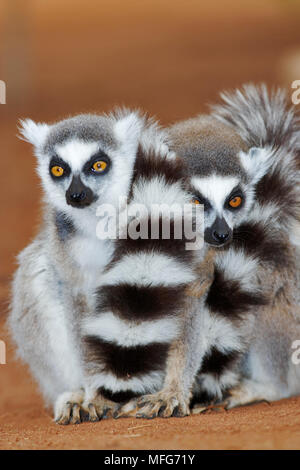 Anello-tailed LEMUR Lemur catta gruppo raggomitolati insieme per tenere in caldo Sud del Madagascar. In via di estinzione. Foto Stock
