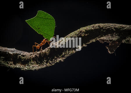 Foglia-cutter formiche, atta sp. in Costa Rica Foto Stock