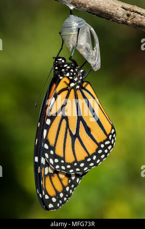 Farfalla monarca, Danaus plexippus, emergente dal bozzolo, Canada Foto Stock