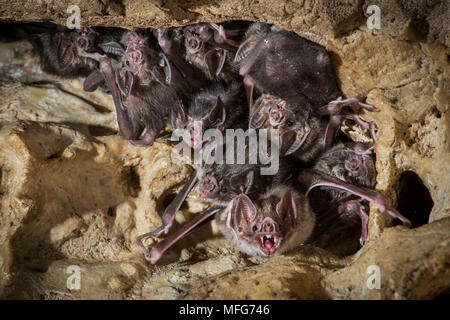 Vampiro comune bat, Desmodus rotundus in Costa Rica Foto Stock