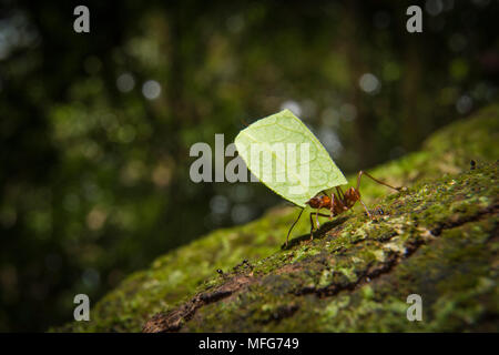 Foglia-cutter formiche, atta sp. in Costa Rica Foto Stock