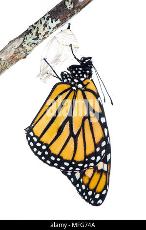 Farfalla monarca, Danaus plexippus, emergente dal bozzolo, Canada Foto Stock