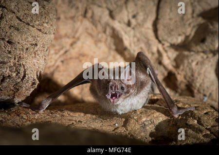 Vampiro comune bat, Desmodus rotundus in Costa Rica Foto Stock