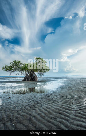 Una mangrovia rossa Rhizophora mangle albero che cresce nel Golfo di Nicoya in Costa Rica . Foto Stock