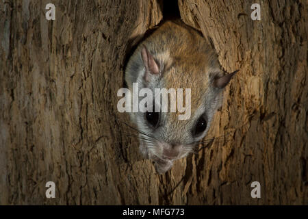 Northern scoiattolo battenti, Glaucomys sabrinus, New Brunswick, Canada Foto Stock