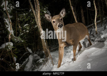 Una trappola della fotocamera consente di acquisire una femmina bianca-tailed deer, Odocoileus virginianus, New Brunswick, Canada Foto Stock