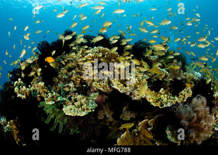 Barriera corallina con fondali di gioiello basslet, Pseudanthias squamipinnis, Arco punto, Alona Beach, Panglao Island, a sud di Bohol, Central Visayas, Filippine Foto Stock