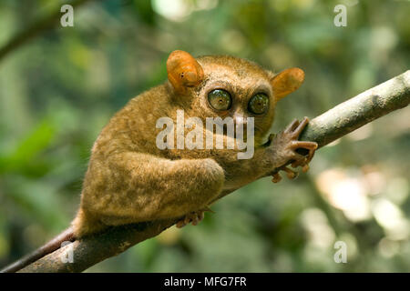 Philippine tarsier, Tarsius syrichta, più piccolo al mondo di scimmia, uno dei più piccoli noti primati, Philippine Tarsier Foundation, Bohol, Visay centrale Foto Stock