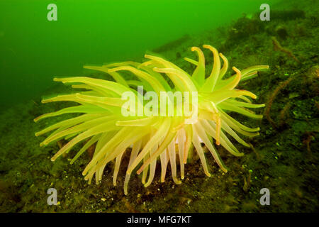 Verde gigante anemone, Anthopleura xanthogrammica, Isola di Vancouver, British Columbia, Canada, Oceano Pacifico Data: 22.07.08 RIF: ZB777 117075 0030 CO Foto Stock