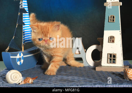 Exotic Shorthair kitten, 5 settimane di età, lo zenzero Foto Stock
