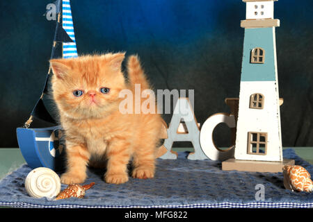 Exotic Shorthair kitten, 5 settimane di età, lo zenzero Foto Stock