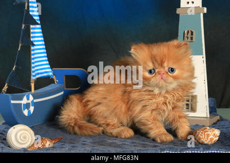 Gattino persiano, 5 settimane di età, lo zenzero Foto Stock