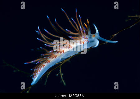 Nudibranch, Cratena peregrina, dell'isola di Marettimo, piccola isola montuosa delle Egadi gruppo, sulla costa nord occidentale della Sicilia, Italia Data: 23.07.08 Foto Stock