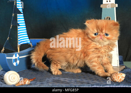 Gattino persiano, 5 settimane di età, lo zenzero Foto Stock