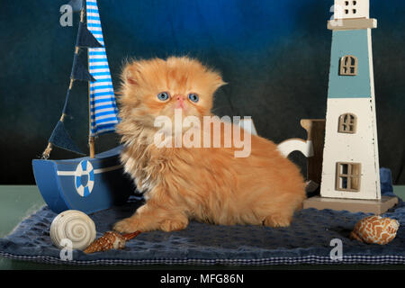 Gattino persiano, 5 settimane di età, lo zenzero Foto Stock