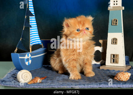 Gattino persiano, 5 settimane di età, lo zenzero Foto Stock
