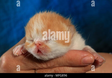 Neonato gattino persiano, 8 giorni, giacente in una mano Foto Stock