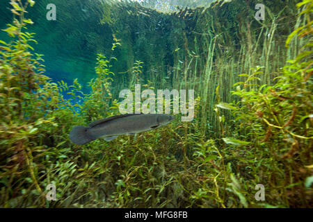 Bowfin, Amia calva, Rainbow River, Florida, Stati Uniti Foto Stock