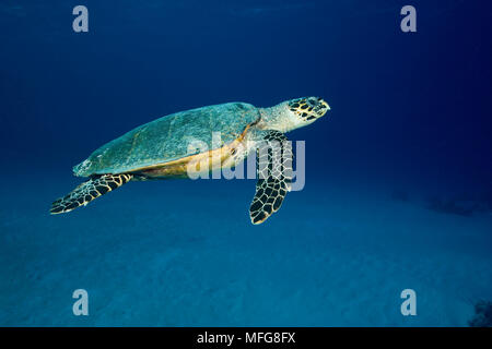 Tartaruga embricata, Eretmochelys imbricata, specie gravemente minacciate (IUCN), Maldive, Oceano Indiano Foto Stock