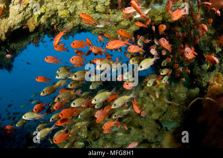 Secca di immacolata soldierfish, Myripristis vittata e striato di grande occhio breme, Gnathodentex aureolineatus, Maldive, Oceano Indiano Foto Stock