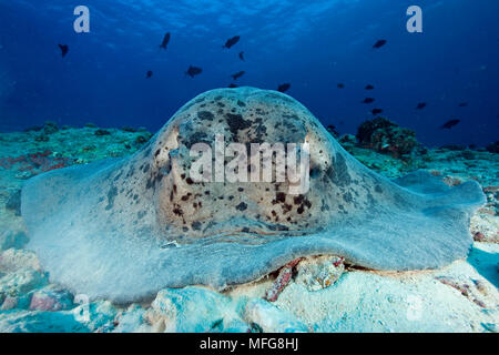 Stingray in marmo, Taeniura meyeni, Maldive, Oceano Indiano Foto Stock