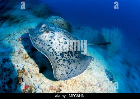 Stingray in marmo, Taeniura meyeni, Maldive, Oceano Indiano Foto Stock