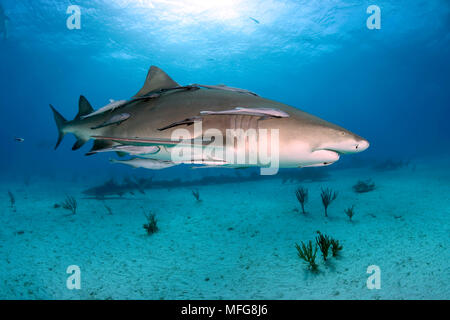 Lo squalo limone, Negaprion brevirostris, con accompagnamento o remora suckerfish, settentrionale Bahamas, Mar dei Caraibi e Oceano Atlantico Foto Stock