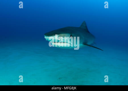 Tiger Shark, Galeocerdo cuvier, settentrionale Bahamas, Mar dei Caraibi e Oceano Atlantico Foto Stock